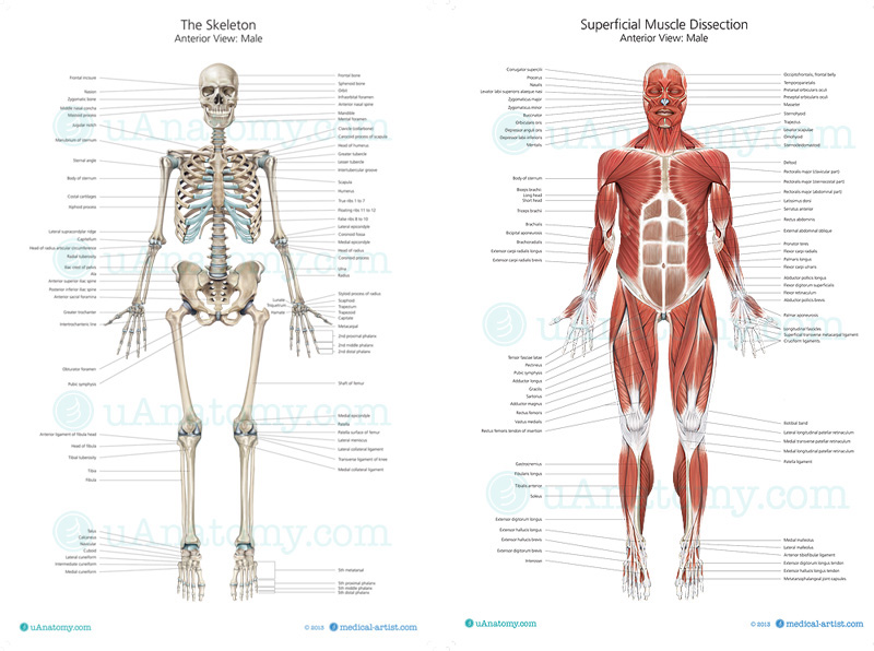 Human Anatomy Muscle Diagram Posters 58