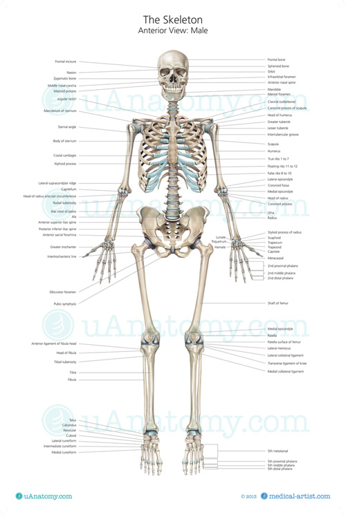 Skeleton Poster With Labels 200x298